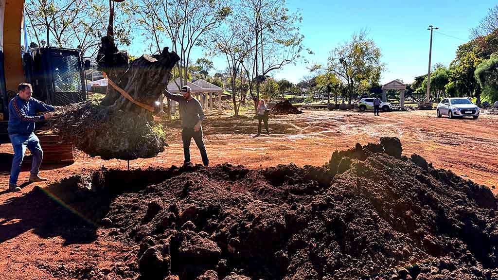 Oliveiras centenárias são plantadas no IFPR e no Lago das Flores