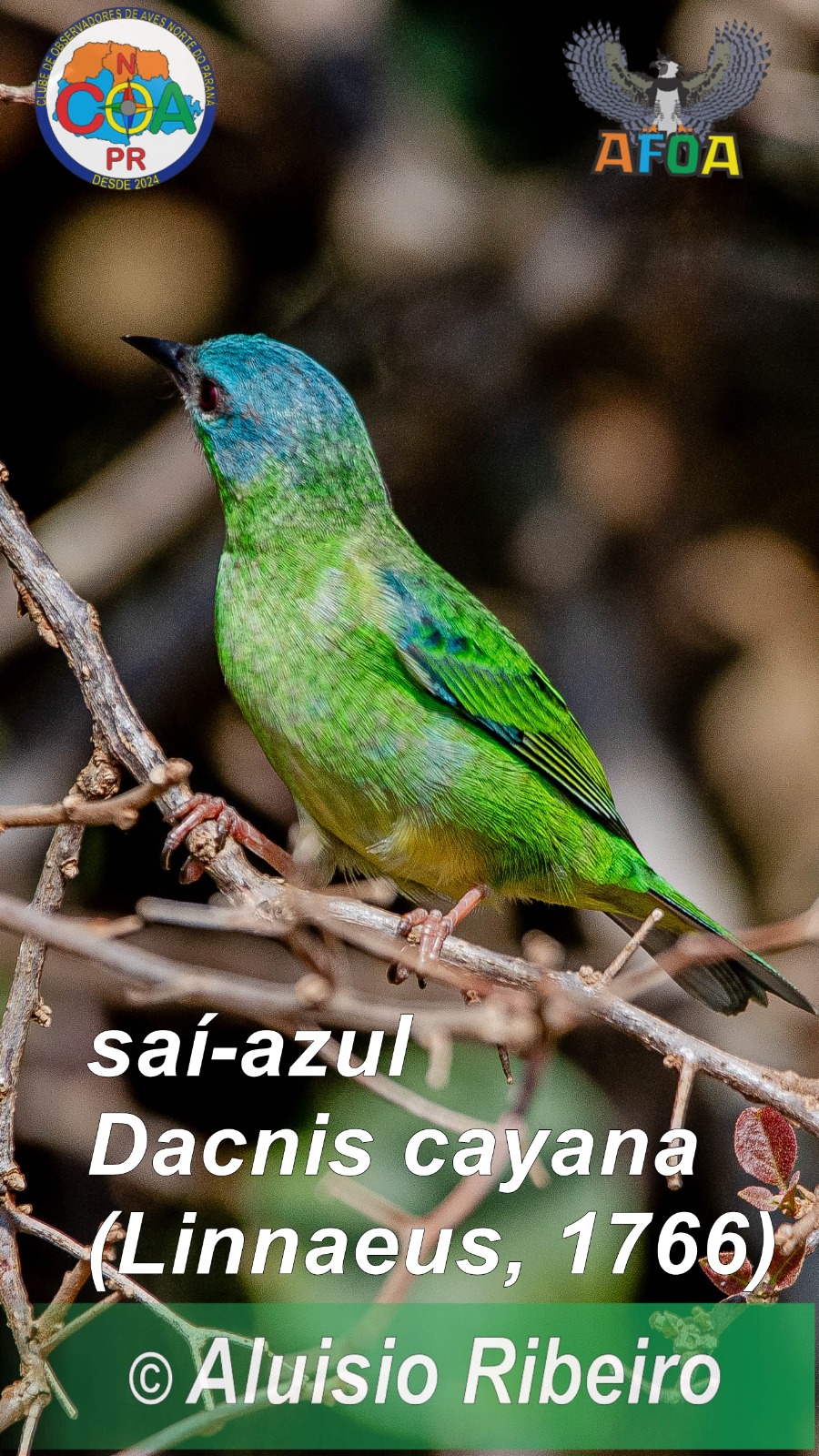 Observadores de aves se reúnem no Parque da Raposa em busca de espécie com as cores do Brasil