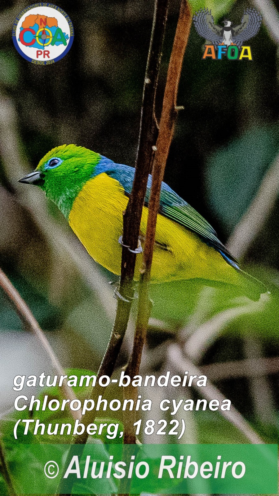 Observadores de aves se reúnem no Parque da Raposa em busca de espécie com as cores do Brasil
