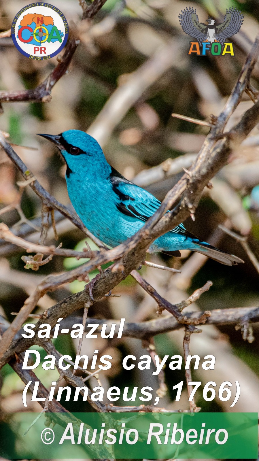 Observadores de aves se reúnem no Parque da Raposa em busca de espécie com as cores do Brasil