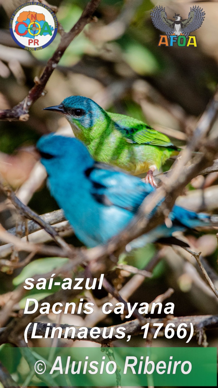 Observadores de aves se reúnem no Parque da Raposa em busca de espécie com as cores do Brasil