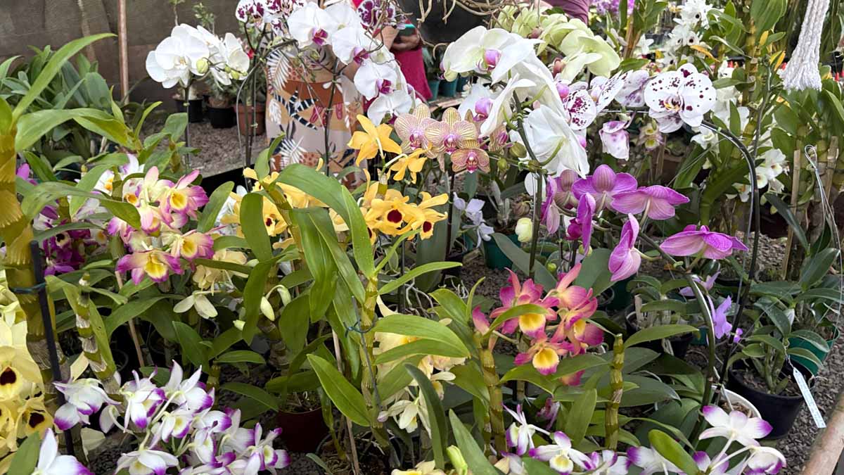 Jardim Alegre mantém tradição de 19 anos com exposição de orquídeas