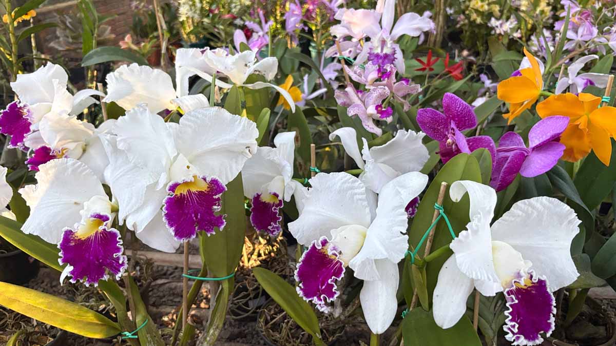 Jardim Alegre mantém tradição de 19 anos com exposição de orquídeas