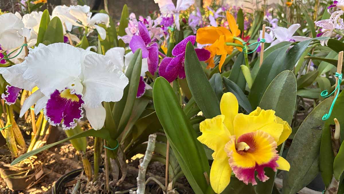 Jardim Alegre mantém tradição de 19 anos com exposição de orquídeas