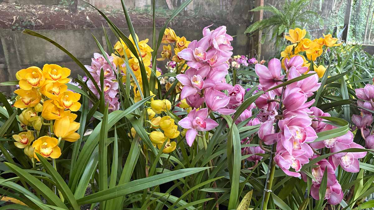 Jardim Alegre mantém tradição de 19 anos com exposição de orquídeas
