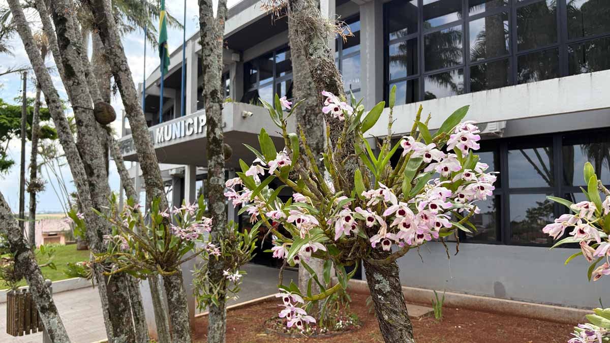 Orquídeas cultivadas e fixadas em árvores em Jardim Alegre
