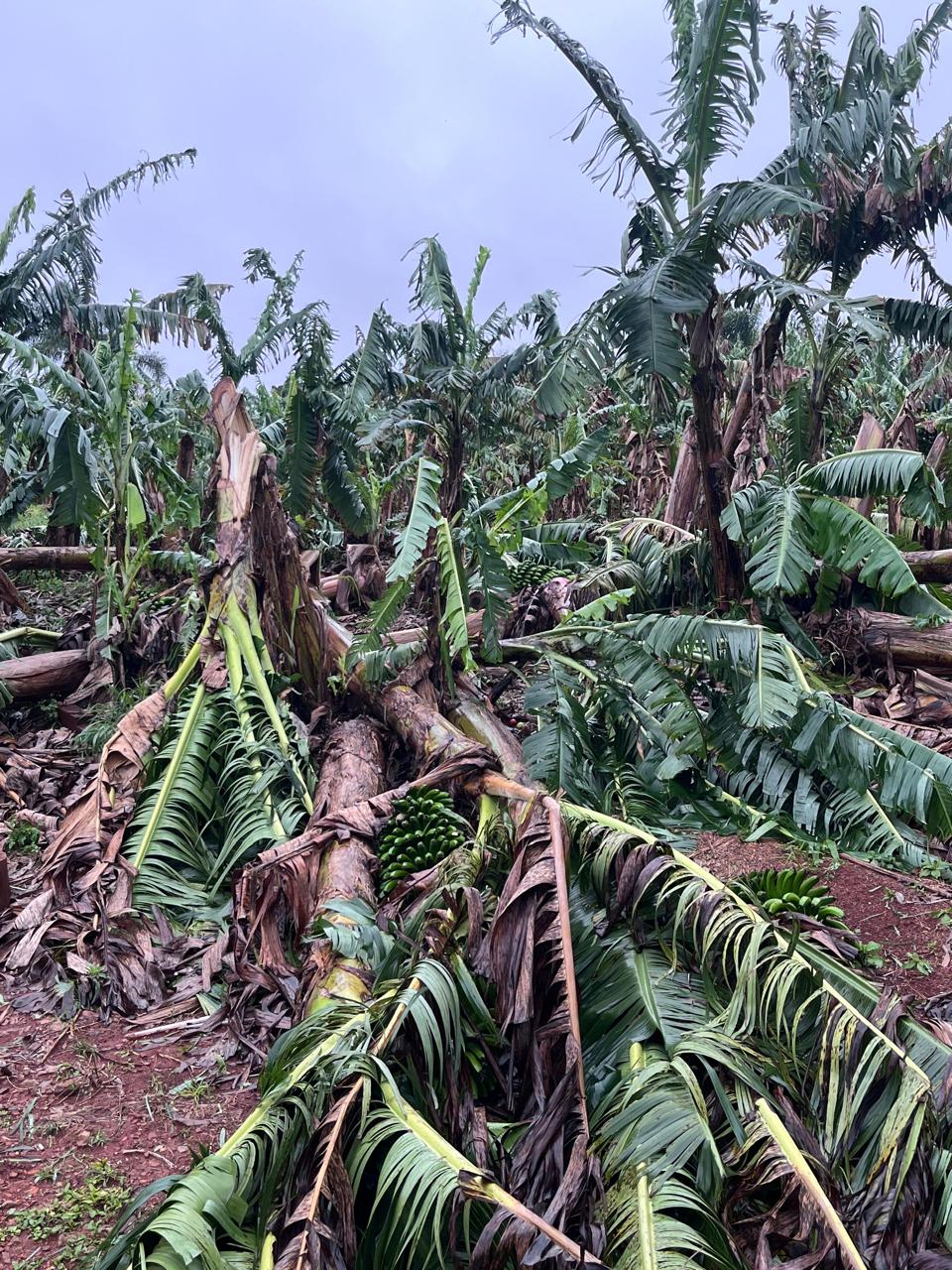 Tempestade deixa prejuízo nas lavouras e estufas na zona rural de Apucarana
