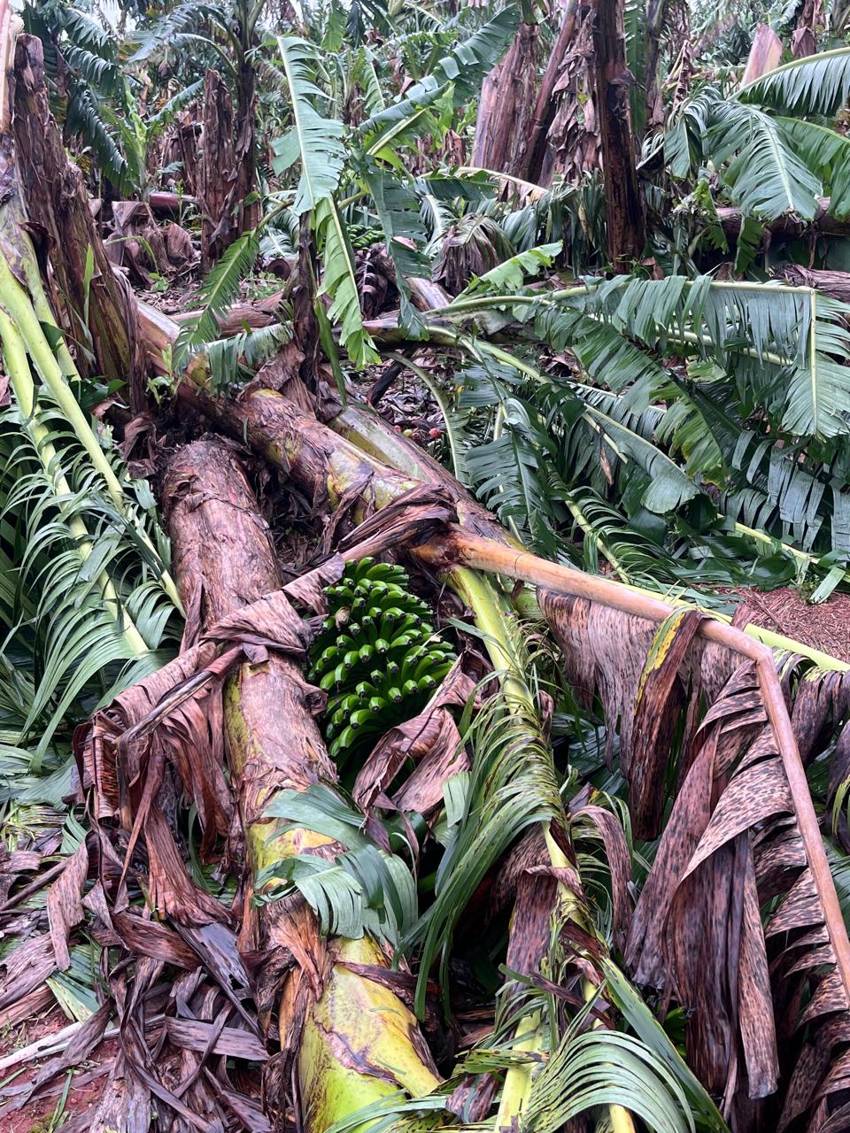 Tempestade deixa prejuízo nas lavouras e estufas na zona rural de Apucarana