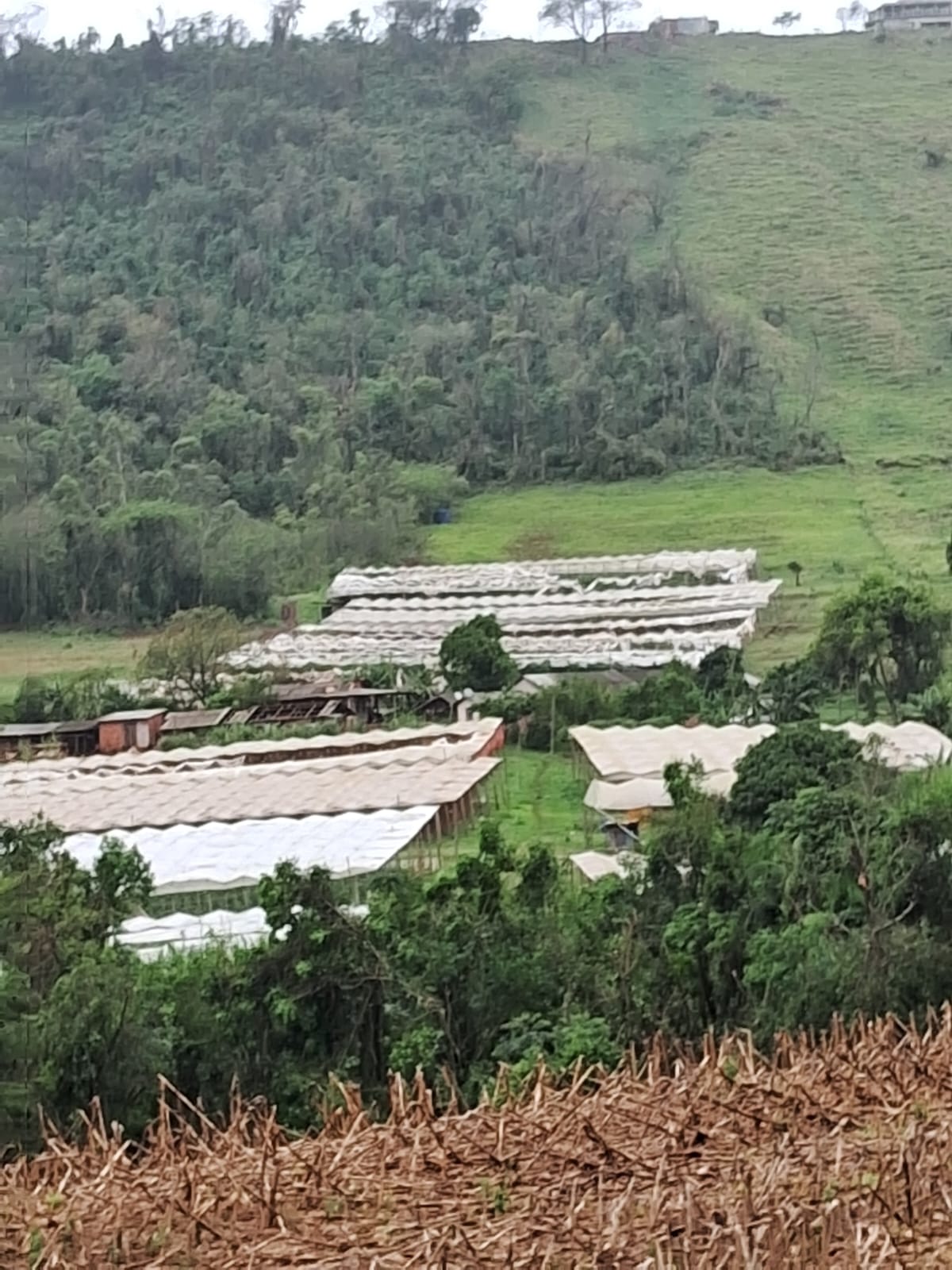 Tempestade deixa prejuízo nas lavouras e estufas na zona rural de Apucarana