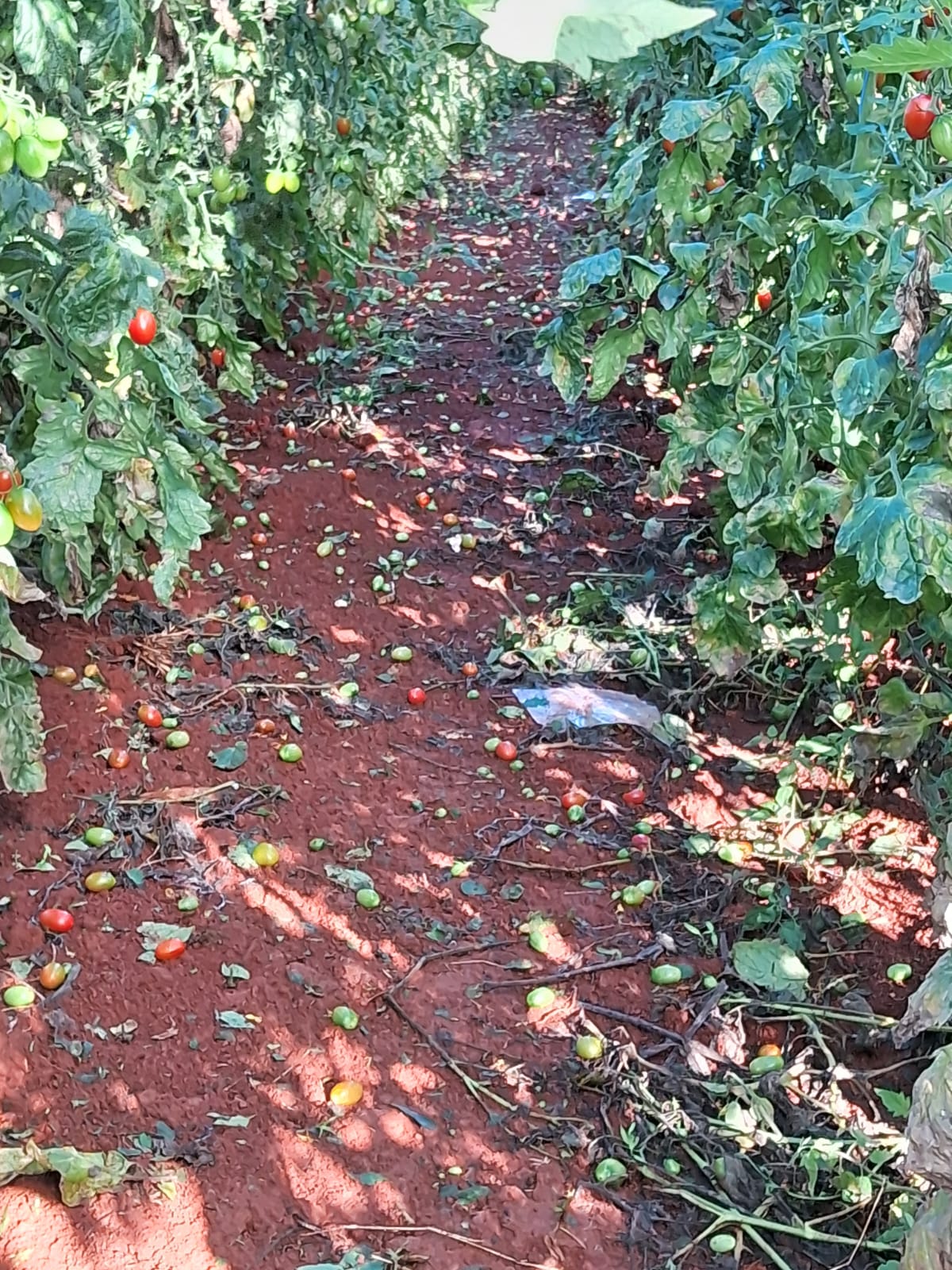 Tempestade deixa prejuízo nas lavouras e estufas na zona rural de Apucarana