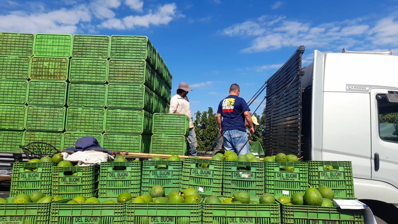 Apucarana é um dos maiores produtores de abacate do Paraná