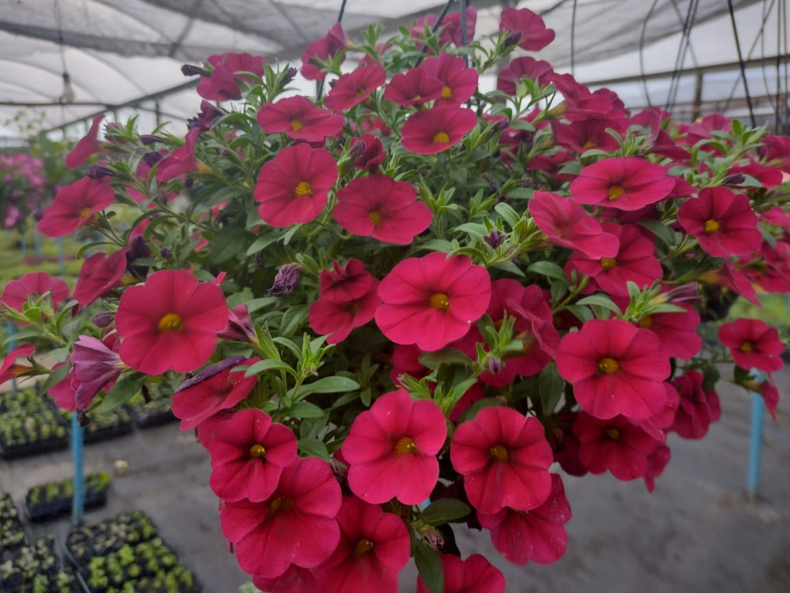 Apucarana, terra também das flores, do abacate e do ovo de codorna
