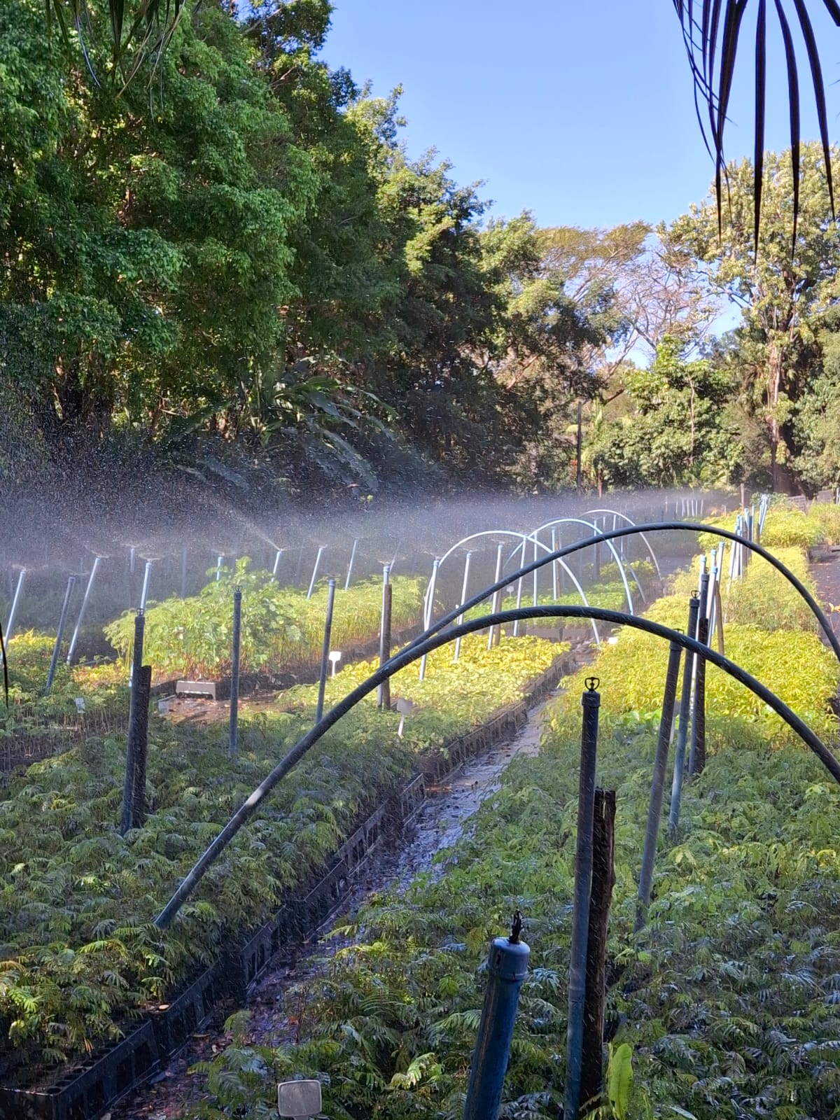 Apucarana, terra também das flores, do abacate e do ovo de codorna