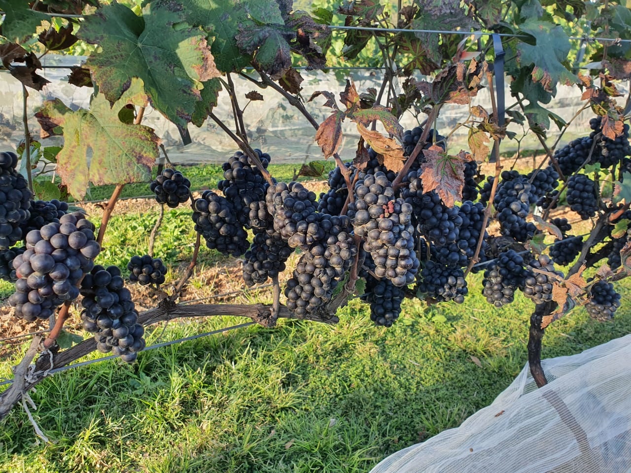 Apucarana, terra também das flores, do abacate e do ovo de codorna