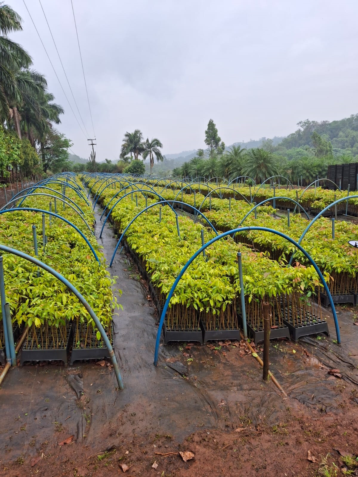Apucarana, terra também das flores, do abacate e do ovo de codorna