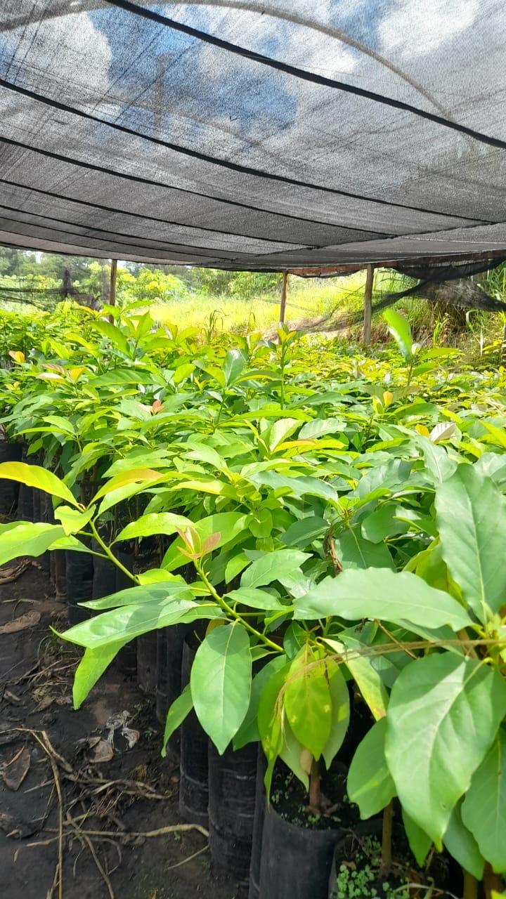 Apucarana, terra também das flores, do abacate e do ovo de codorna