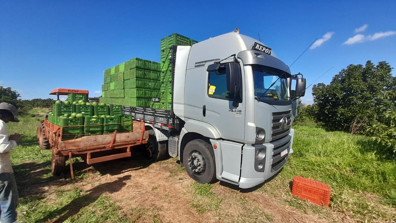 Apucarana, terra também das flores, do abacate e do ovo de codorna