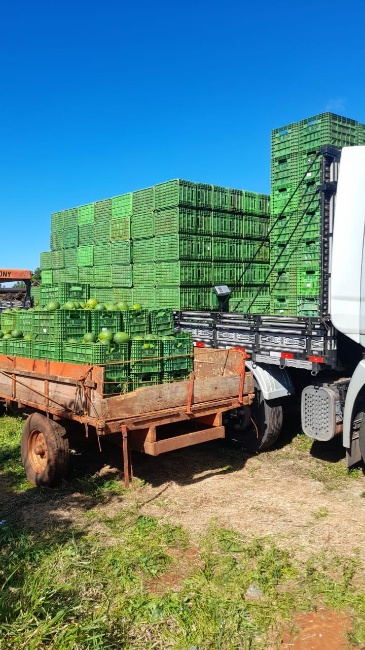 Apucarana, terra também das flores, do abacate e do ovo de codorna