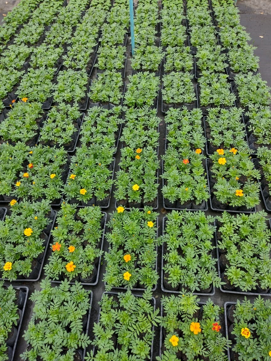 Apucarana, terra também das flores, do abacate e do ovo de codorna