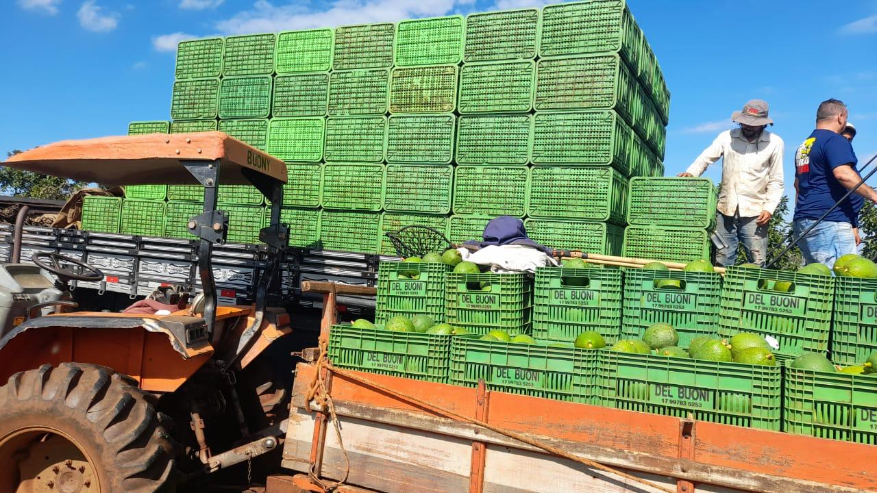 Apucarana, terra também das flores, do abacate e do ovo de codorna