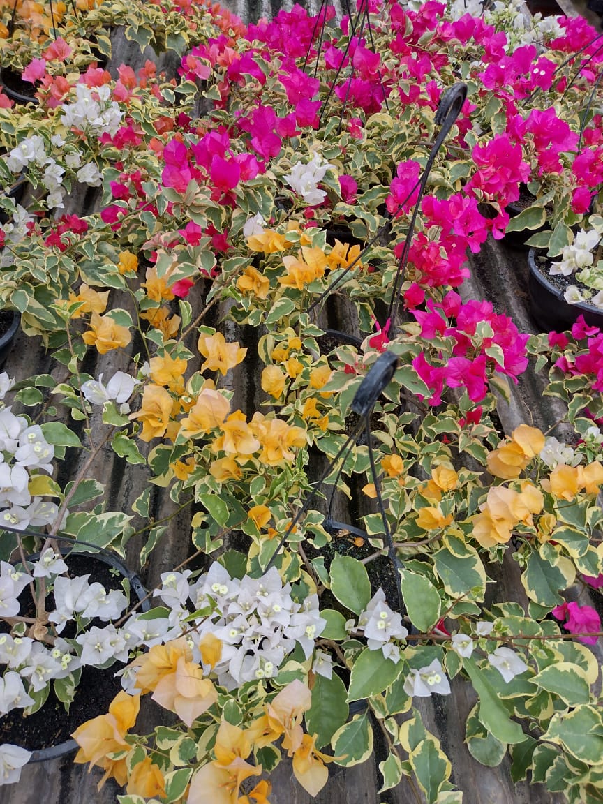 Apucarana, terra também das flores, do abacate e do ovo de codorna