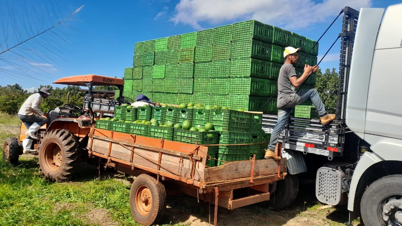 Apucarana, terra também das flores, do abacate e do ovo de codorna