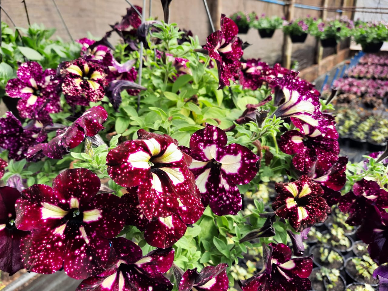 Apucarana, terra também das flores, do abacate e do ovo de codorna