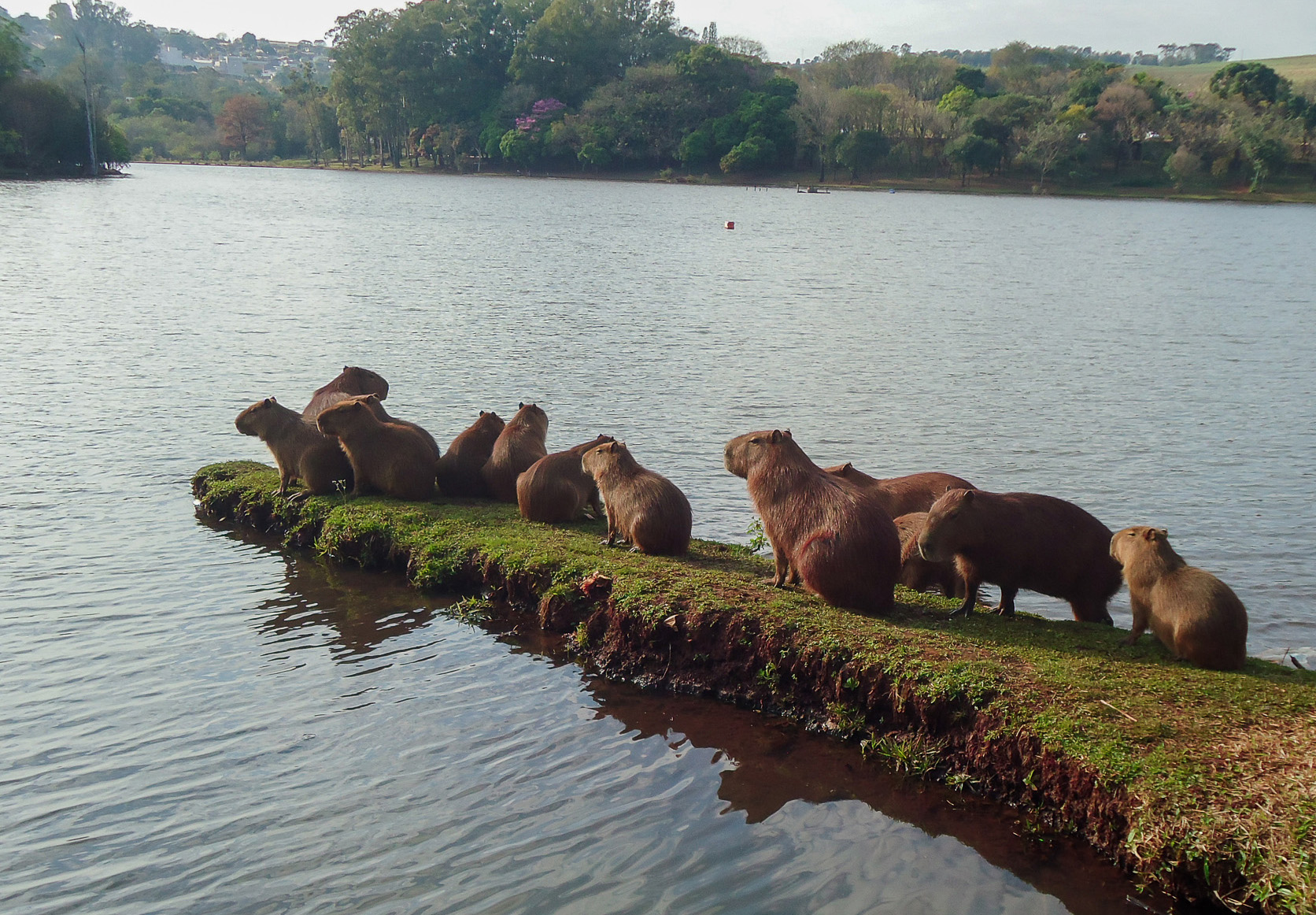 Capivaras são moradoras ilustres do Parque Jaboti em Apucarana