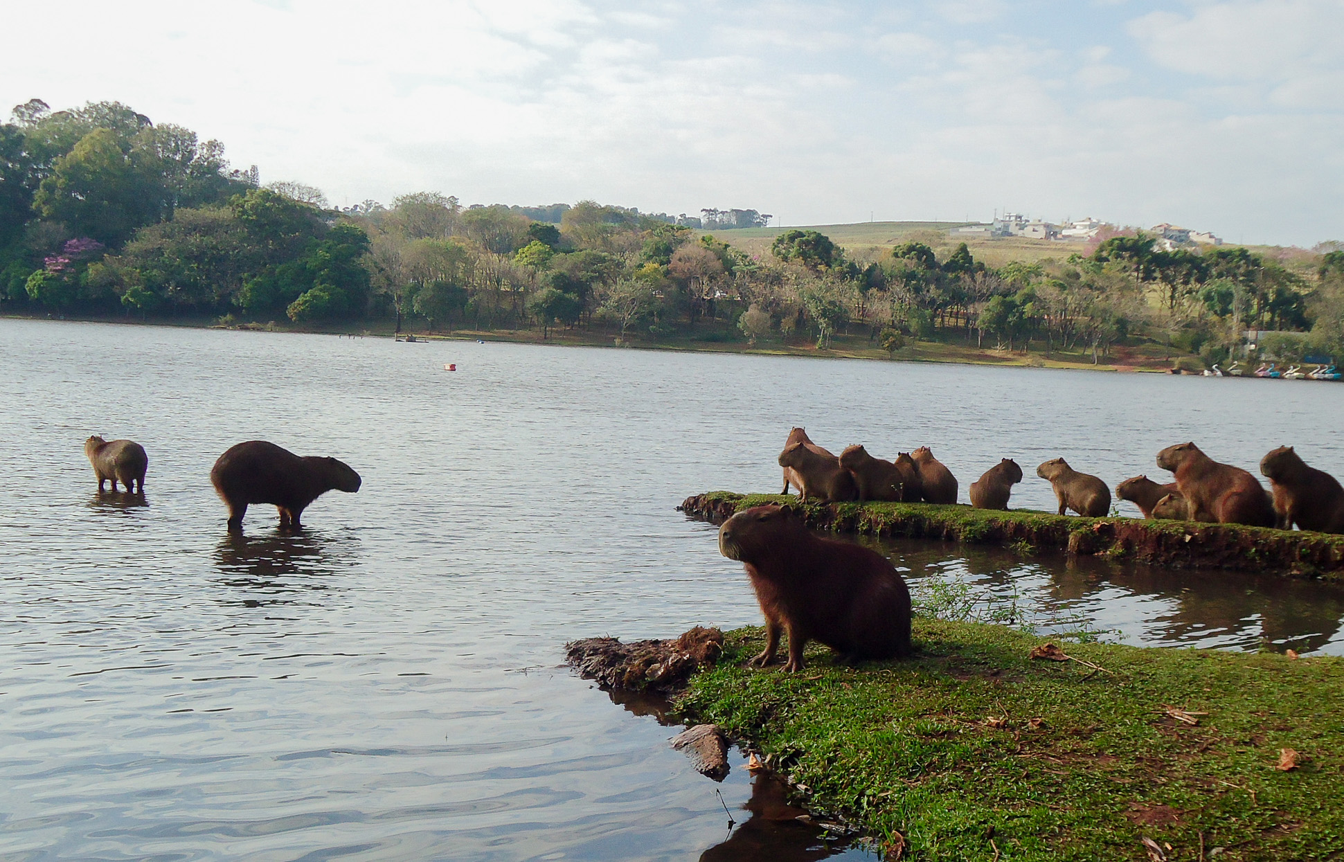 Capivaras são moradoras ilustres do Parque Jaboti em Apucarana