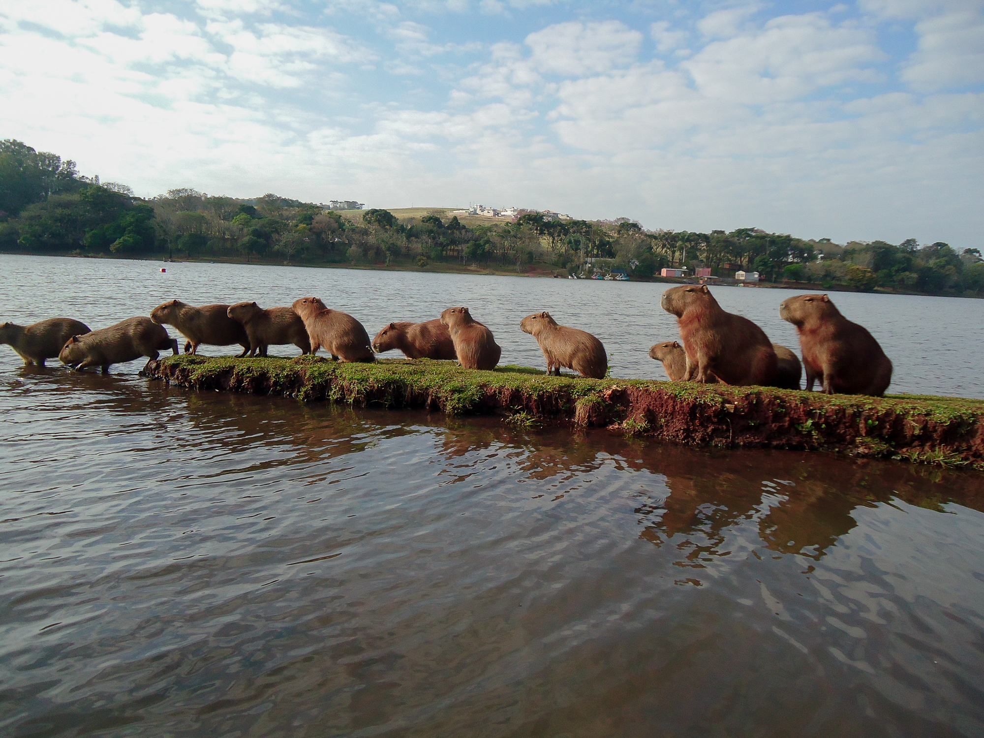 Capivaras são moradoras ilustres do Parque Jaboti em Apucarana