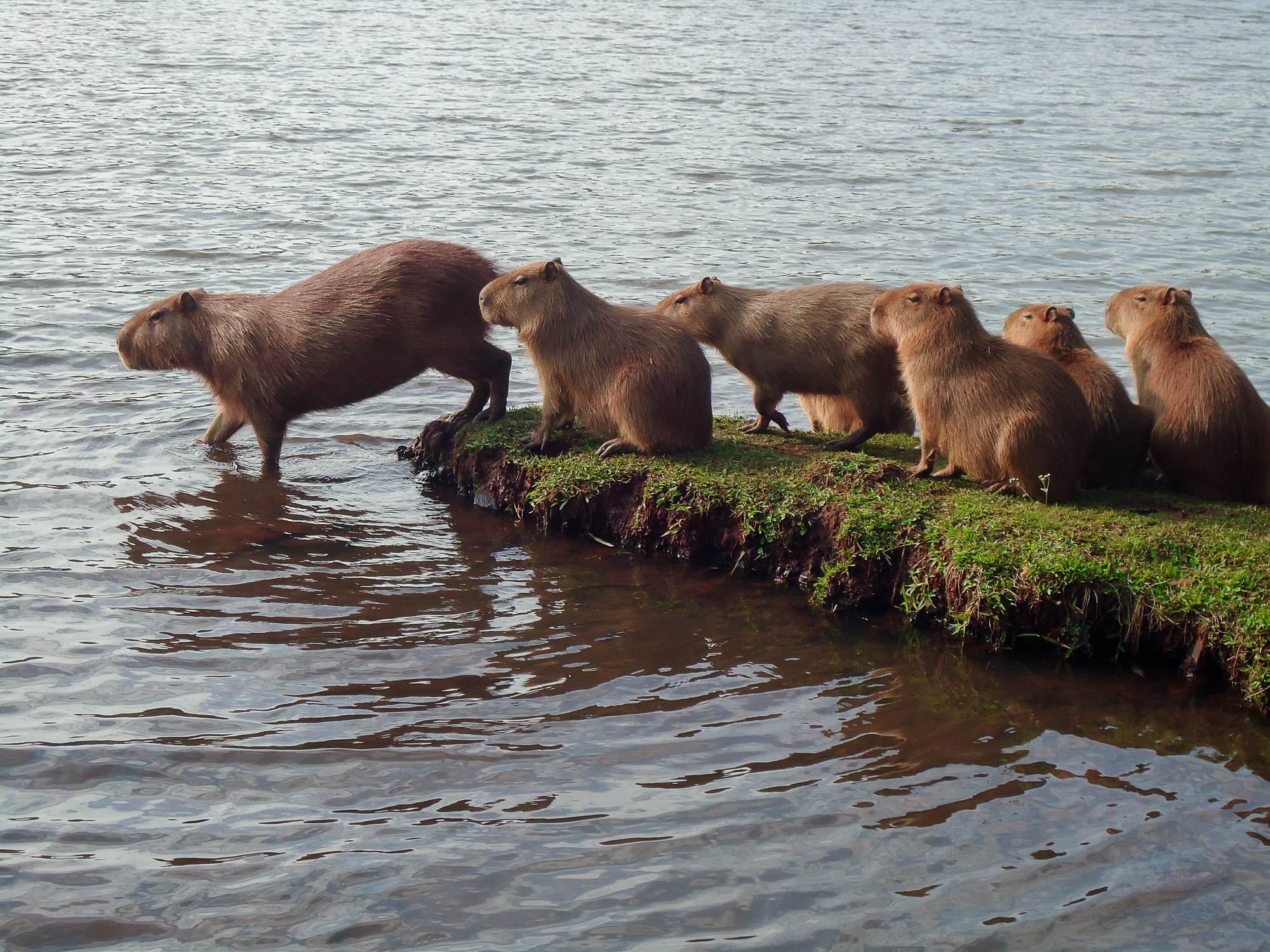 Capivaras são moradoras ilustres do Parque Jaboti em Apucarana