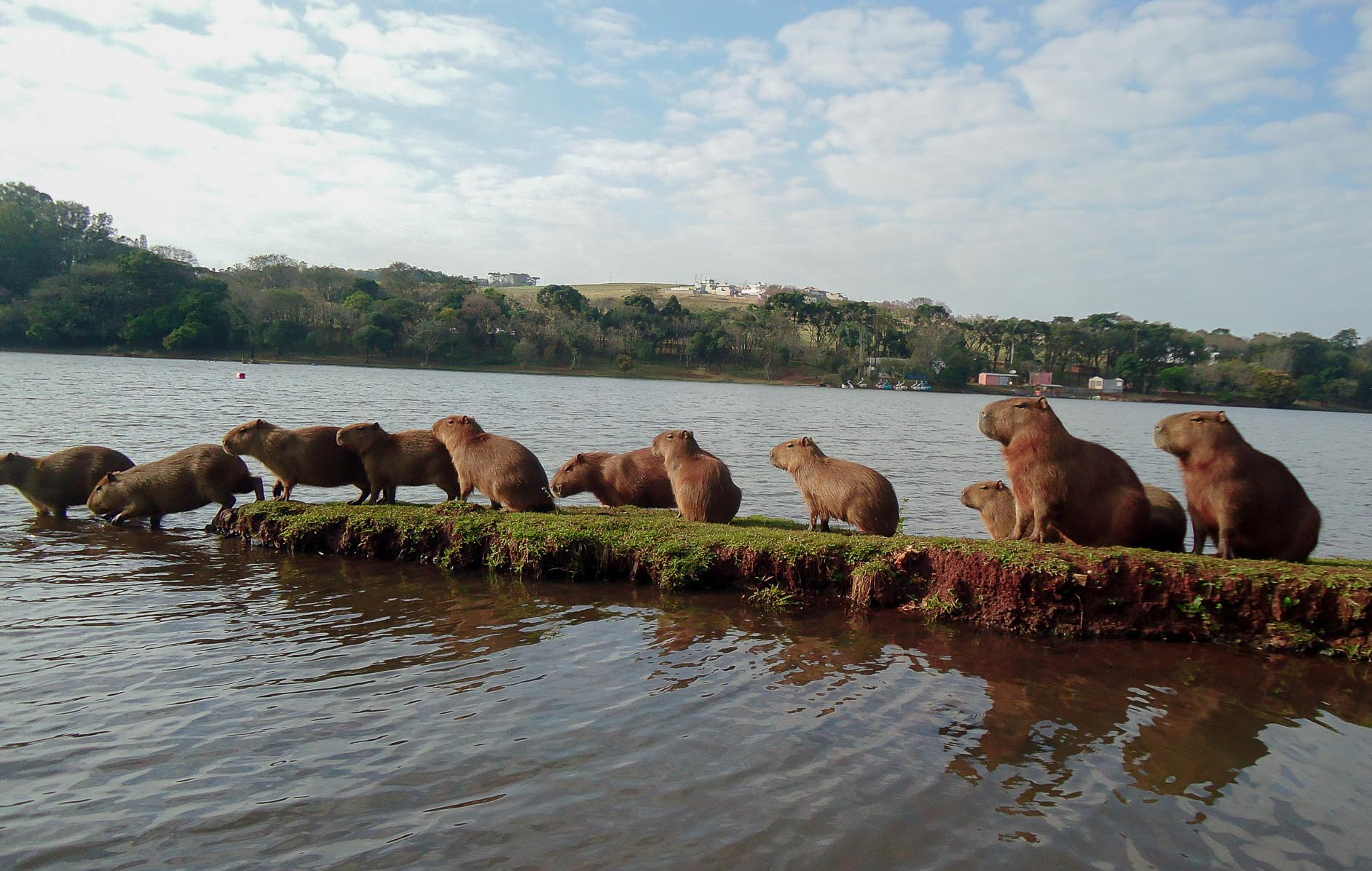 Capivaras são moradoras ilustres do Parque Jaboti em Apucarana