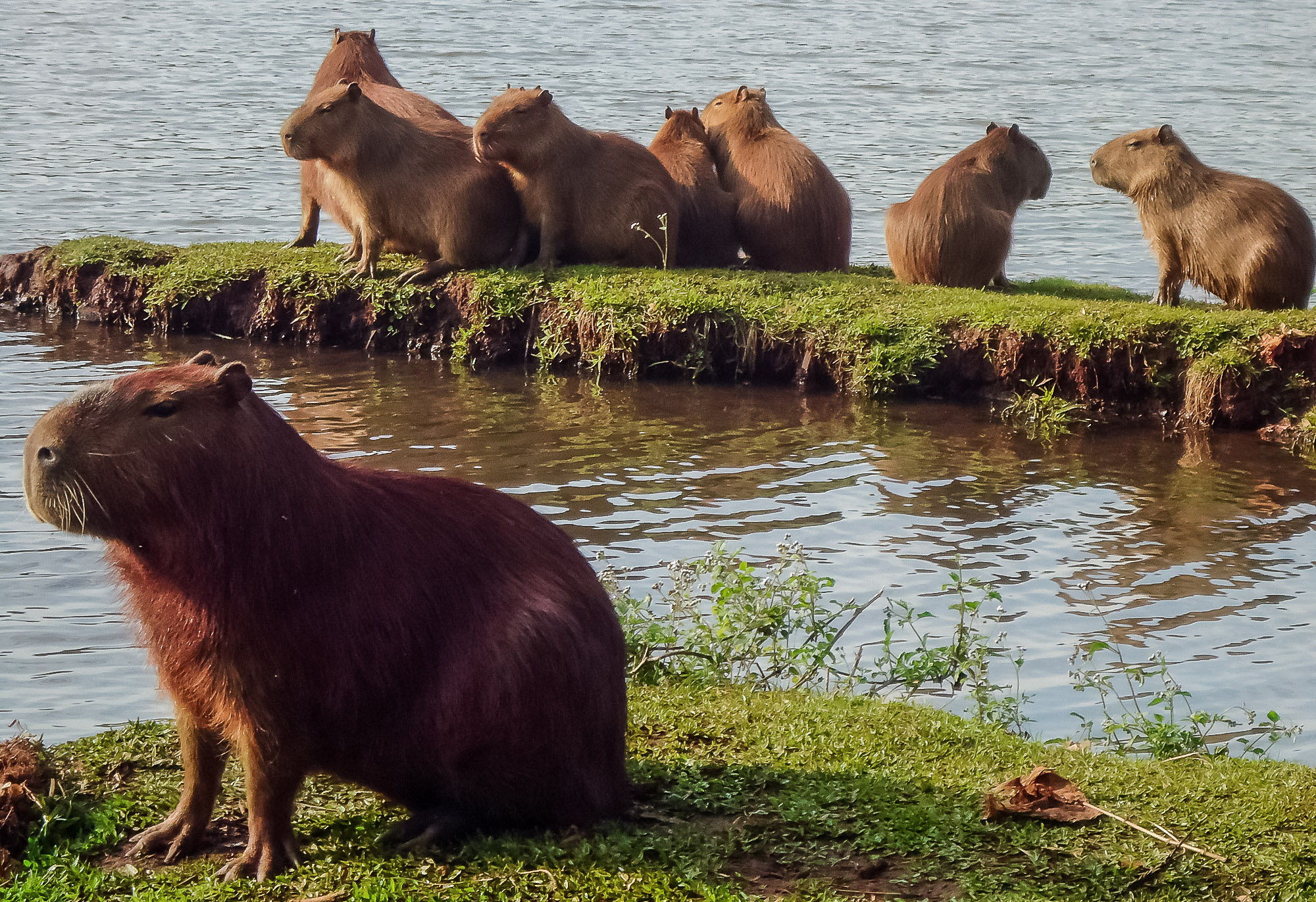 Capivaras são moradoras ilustres do Parque Jaboti em Apucarana