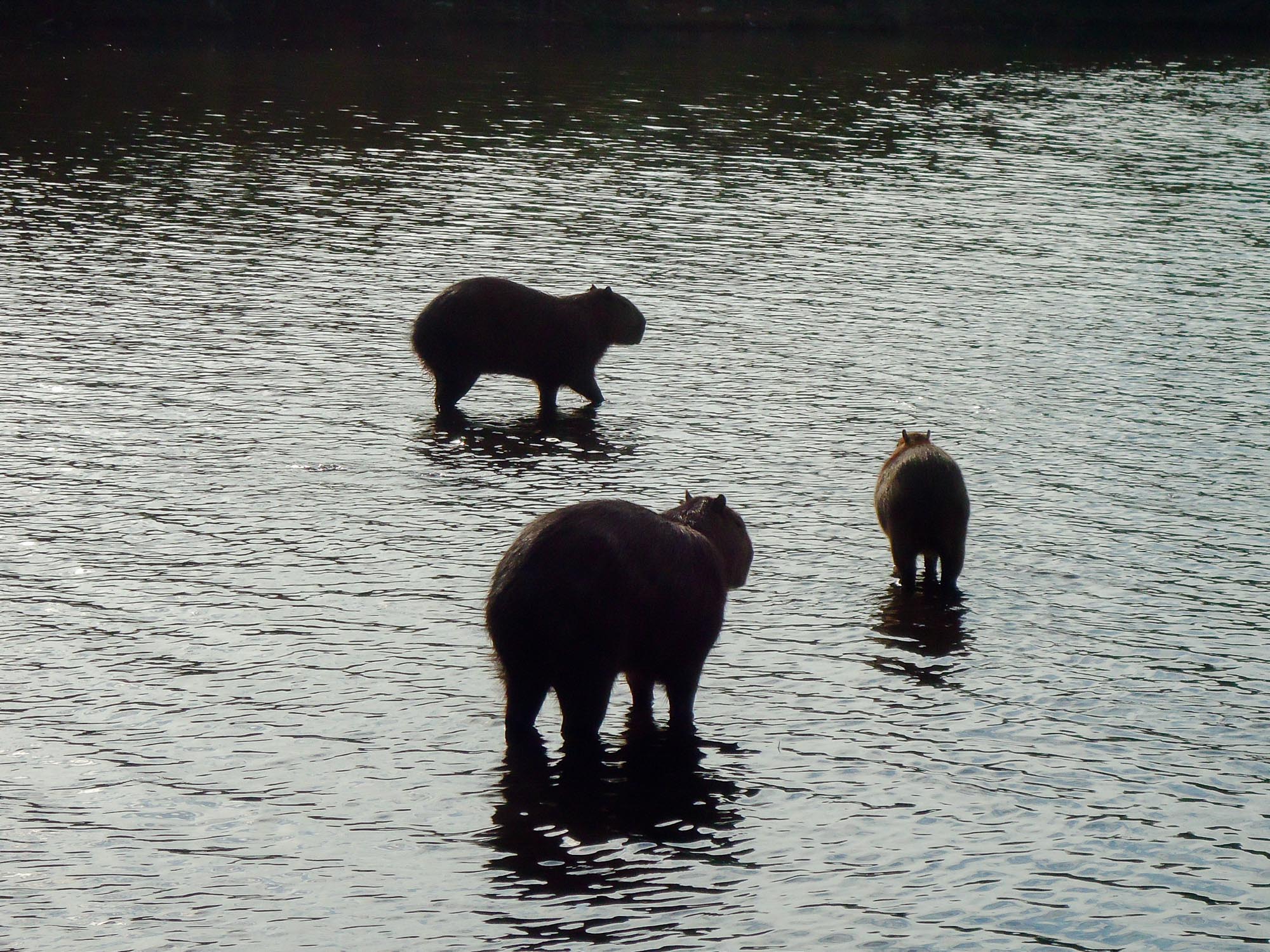 Capivaras são moradoras ilustres do Parque Jaboti em Apucarana