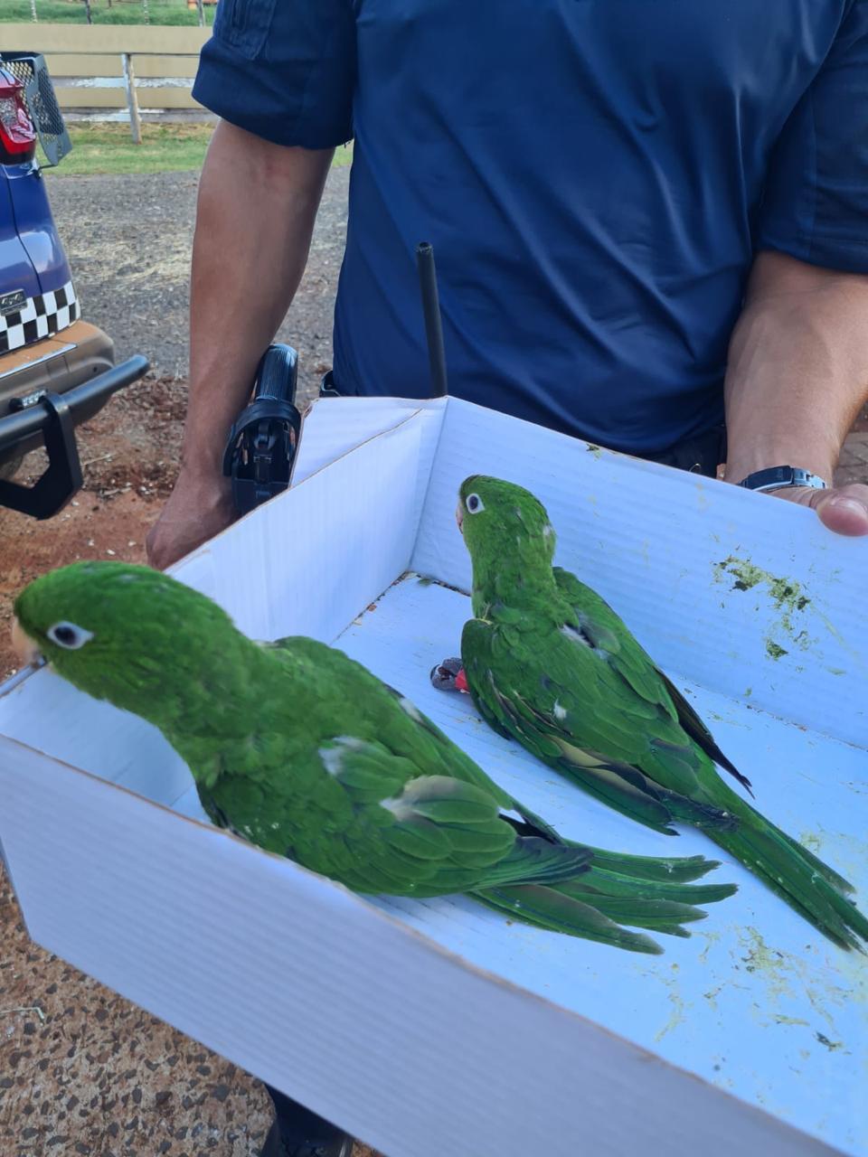 Maritacas feridas são resgatadas em Arapongas e levadas para Unifil