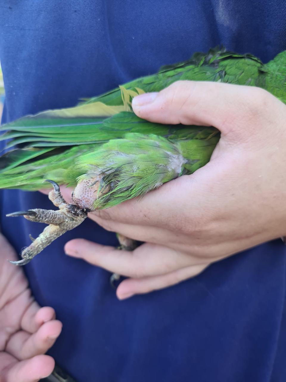 Maritacas feridas são resgatadas em Arapongas e levadas para Unifil