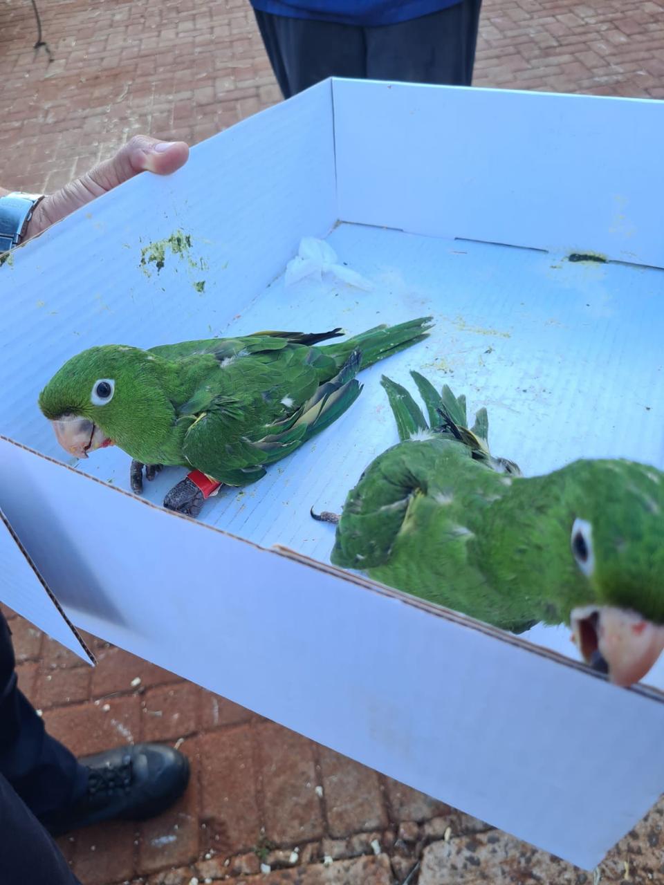 Maritacas feridas são resgatadas em Arapongas e levadas para Unifil