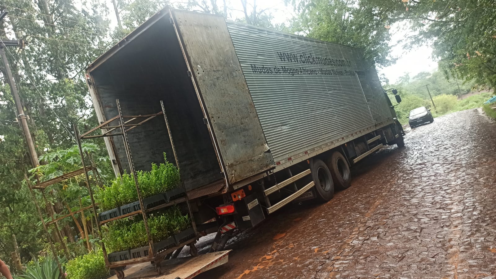 Mudas florestais são destaque local