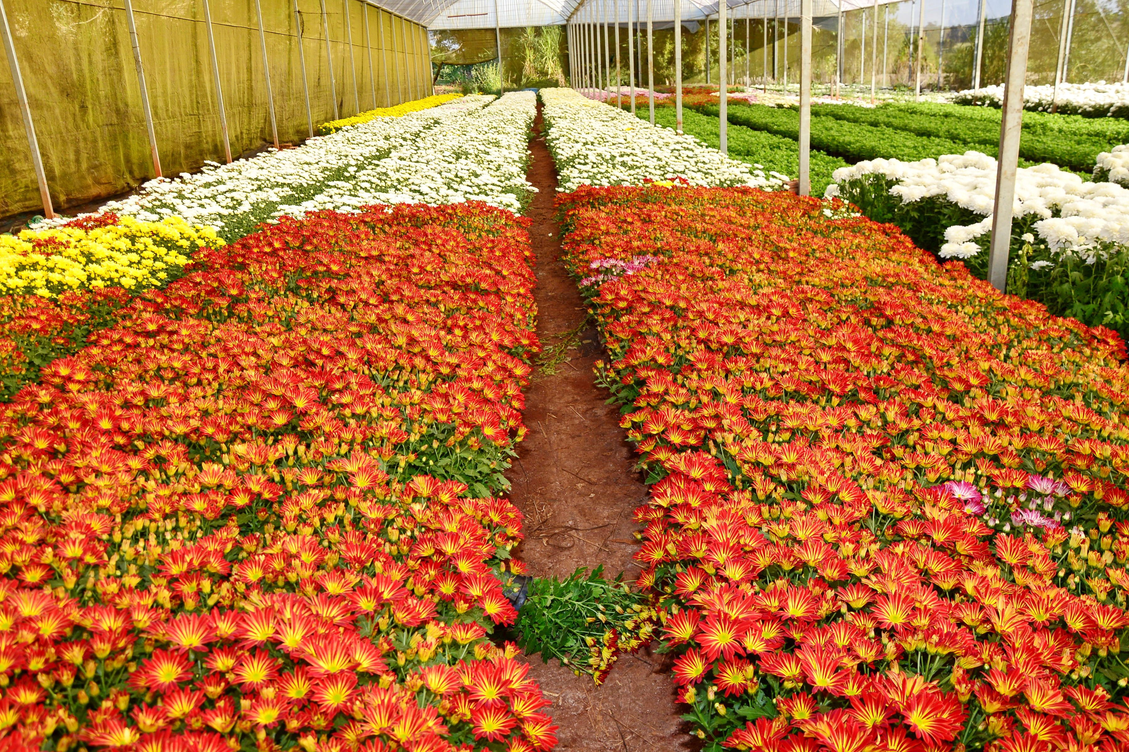 Produção de flores é tradicional da cidade