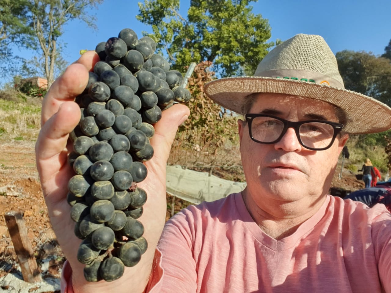 Produção de uva ganha espaço no município