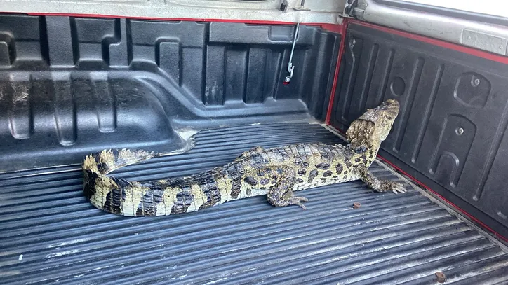 Jacaré é encontrado em praia famosa do Paraná e assusta banhistas