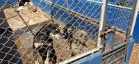 Cemsa adota cuidado humanizado com animais em Apucarana