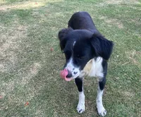 Cemsa adota cuidado humanizado com animais em Apucarana