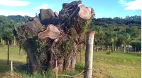 O exemplar, que agora começa a soltar os primeiros brotos, faz parte da memória afetiva de muitos moradores da região.