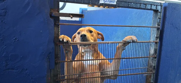 Cemsa adota cuidado humanizado com animais em Apucarana