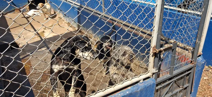 Cemsa adota cuidado humanizado com animais em Apucarana