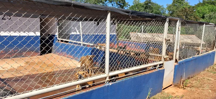 Cemsa adota cuidado humanizado com animais em Apucarana