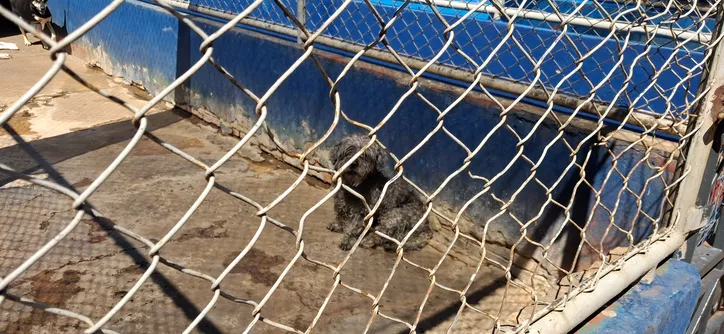 Cemsa adota cuidado humanizado com animais em Apucarana