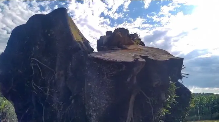Para cuidar dessa 'gigante' é utilizado adubos e produtos contra fungos.