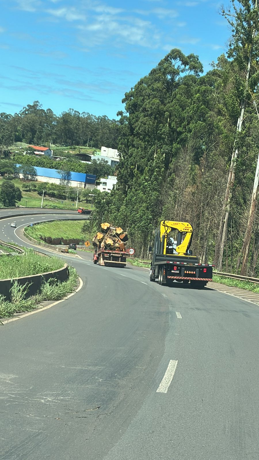 A planta da espécie Ficus elastica, conhecida como falsa-seringueira, sendo transportada.